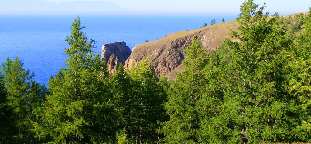 Сосны _Шаманка.jpg