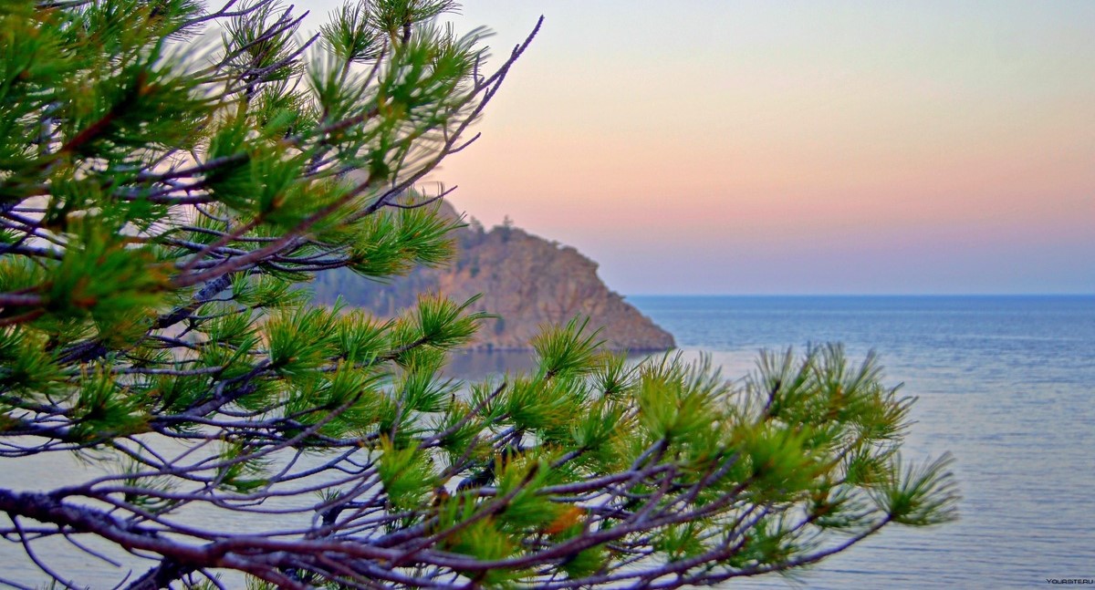 Красота хвойных лесов